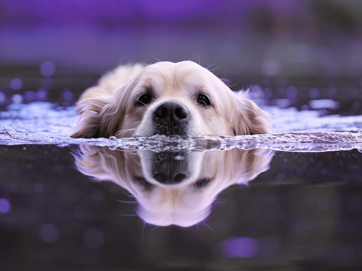Post Image: Dog Breed Purpose: What Your Dog Was Bred to Do and Why It Matters