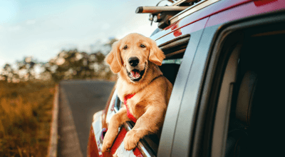Travelling with Dogs to the UK by Car: Border Rules & Health Checks
