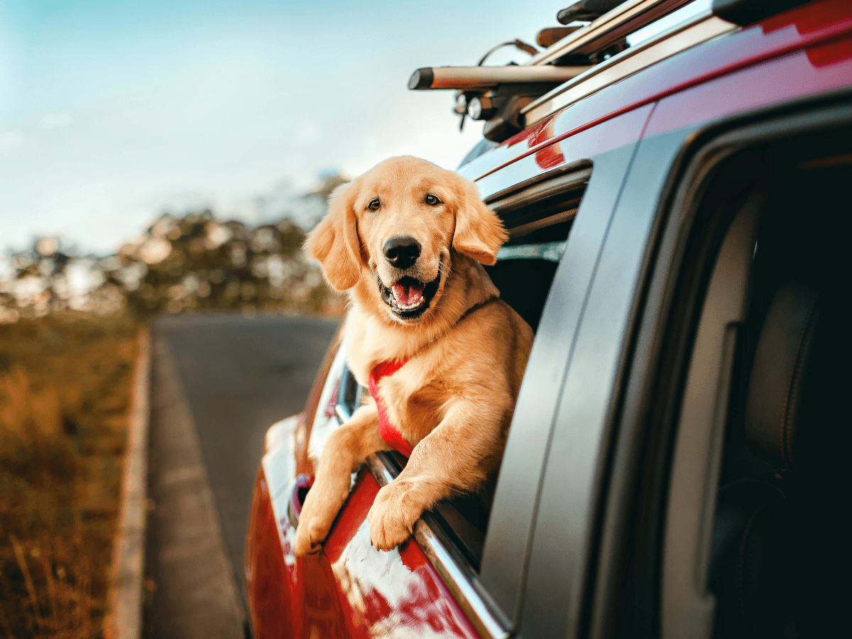 Post Image: Travelling with Dogs to the UK by Car: Border Rules & Health Checks