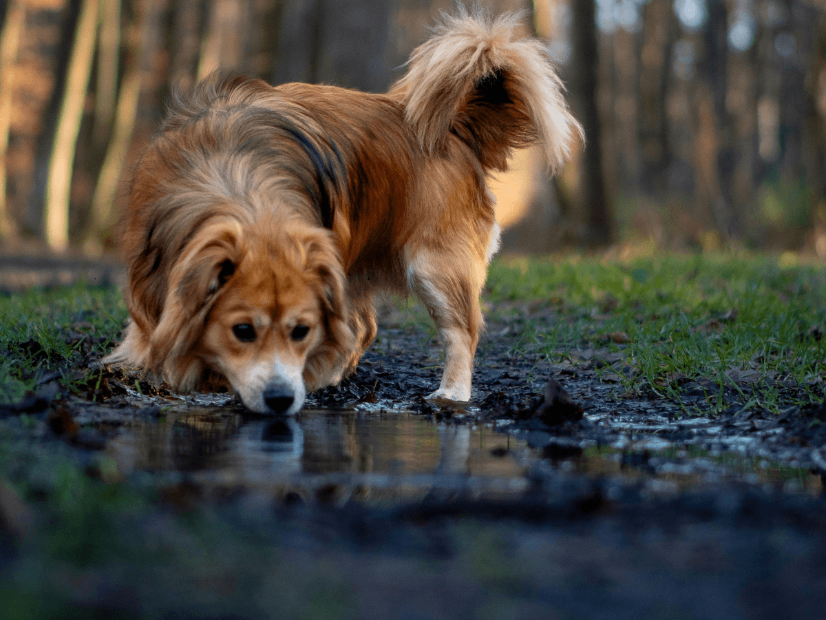 Leptospirosis in Dogs: Symptoms, Transmission, Prevention & Treatment Post Image: Leptospirosis in Dogs: Symptoms, Transmission, Prevention & Treatment